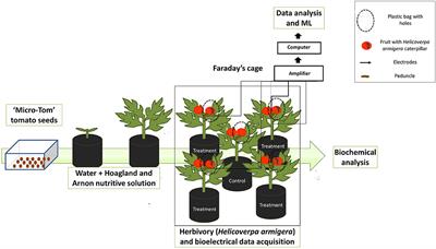 Fruit Herbivory Alters Plant Electrome: Evidence for Fruit-Shoot Long-Distance Electrical Signaling in Tomato Plants